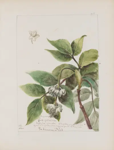 Album de botanique Pl.332 von Constant Amable Prevost-Hersant