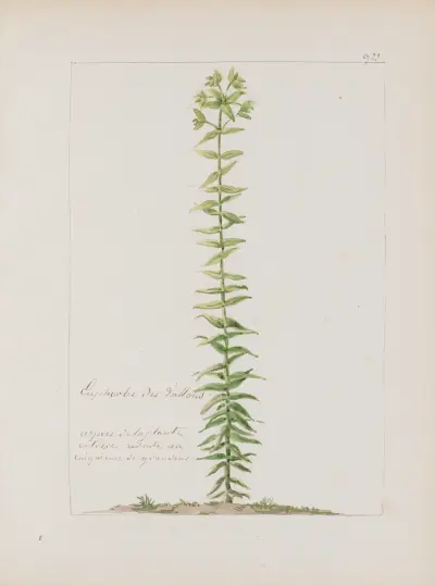 Album de botanique Pl.336 von Constant Amable Prevost-Hersant