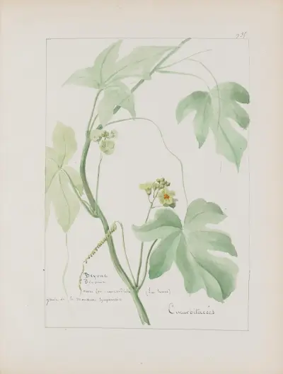 Album de botanique Pl.341 von Constant Amable Prevost-Hersant