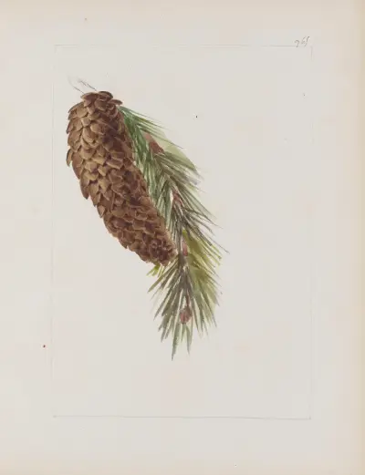 Botanisches Album Taf. 353 von Constant Amable Prevost-Hersant