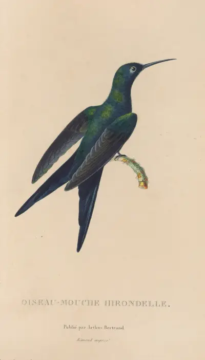 Naturgeschichte der Kolibris, Tafel 25 von René-Primevère Lesson