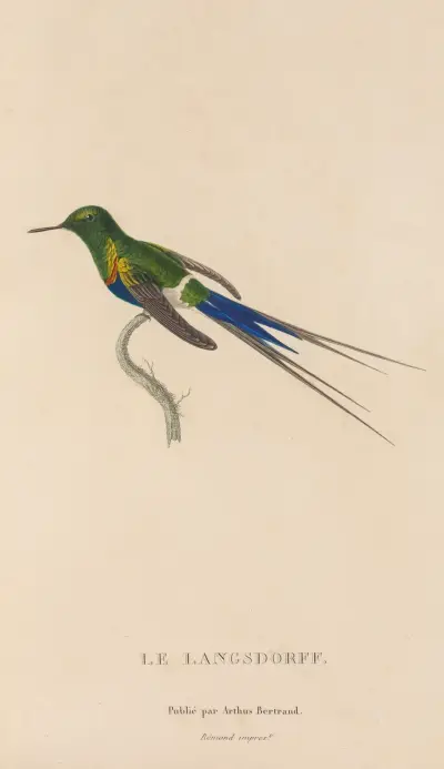 Naturgeschichte der Kolibris Taf. 26 von René-Primevère Lesson