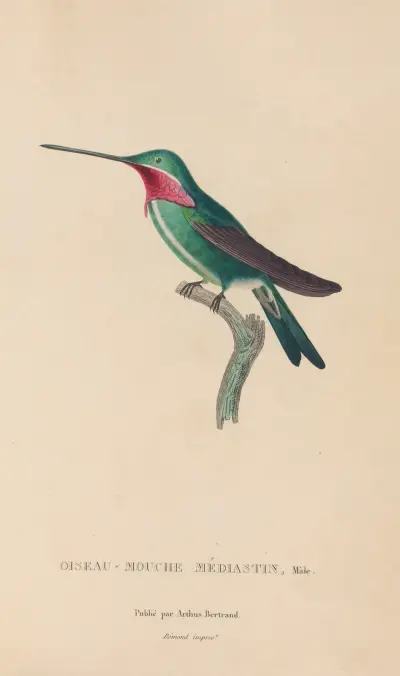 Naturgeschichte der Kolibris Taf. 29 von René-Primevère Lesson