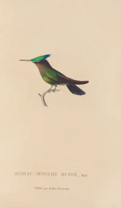 Naturgeschichte der Kolibris, Tafel 31 von René-Primevère Lesson