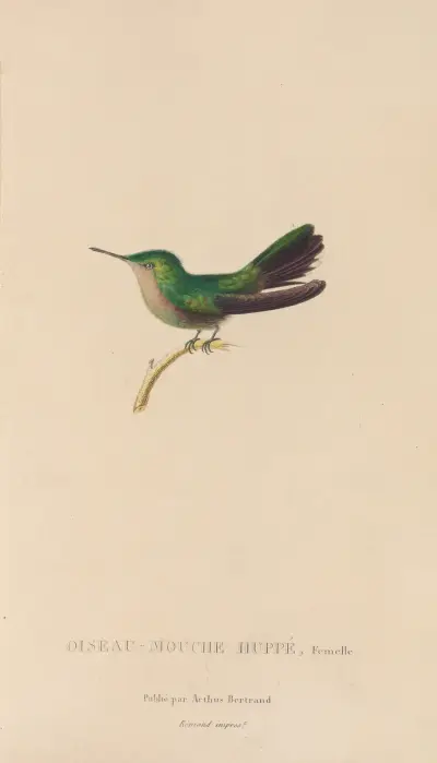 Naturgeschichte der Kolibris, Tafel 32 von René-Primevère Lesson