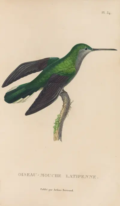 Naturgeschichte der Kolibris Taf. 34 von René-Primevère Lesson