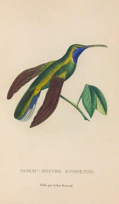 Histoire naturelle des oiseaux-mouches Pl.35 von René-Primevère Lesson