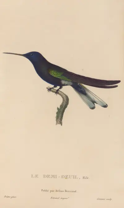 Naturgeschichte der Kolibris, Tafel 38 von René-Primevère Lesson