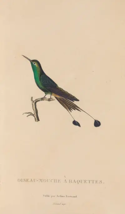 Histoire naturelle des oiseaux-mouches Pl.40 von René-Primevère Lesson