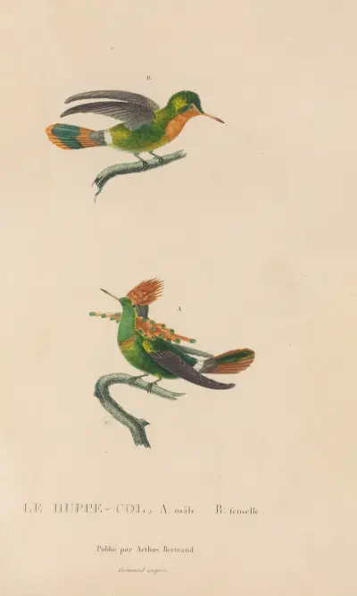 Naturgeschichte der Kolibris Taf. 41 von René-Primevère Lesson