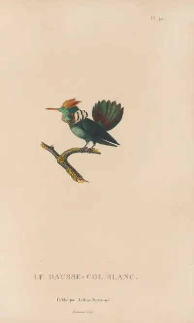 Naturgeschichte der Kolibris, Tafel 42 von René-Primevère Lesson