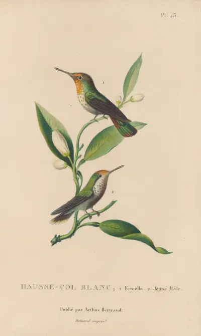 Histoire naturelle des oiseaux-mouches Pl. 43 von René-Primevère Lesson
