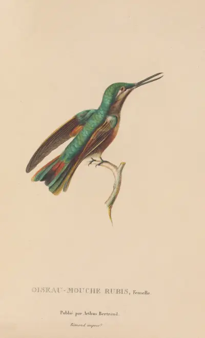 Naturgeschichte der Kolibris, Tafel 45 von René-Primevère Lesson