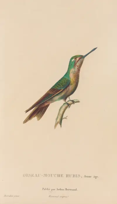 Histoire naturelle des oiseaux-mouches Pl. 46 von René-Primevère Lesson