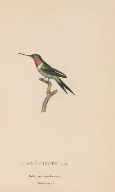 Histoire naturelle des oiseaux-mouches, Tafel 47 von René-Primevère Lesson