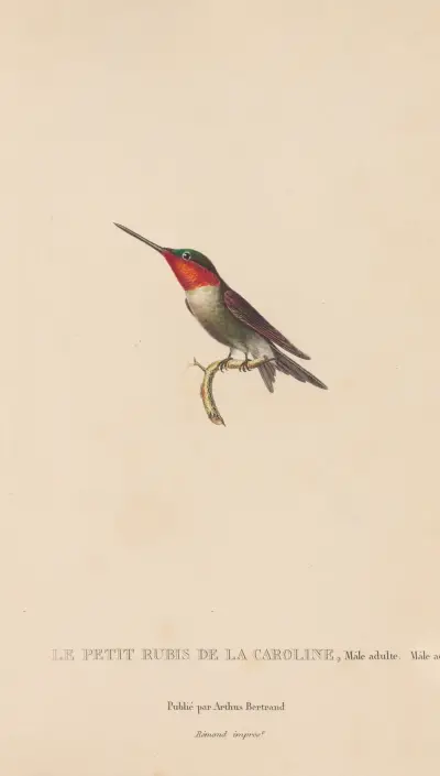 Histoire naturelle des oiseaux-mouches Pl.48 von René-Primevère Lesson