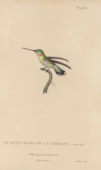 Naturgeschichte der Kolibris Taf. 49 von René-Primevère Lesson
