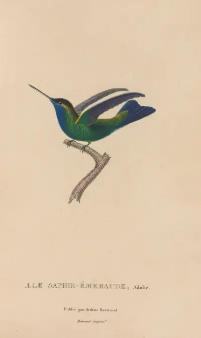 Histoire naturelle des oiseaux-mouches, Tafel 50 von René-Primevère Lesson