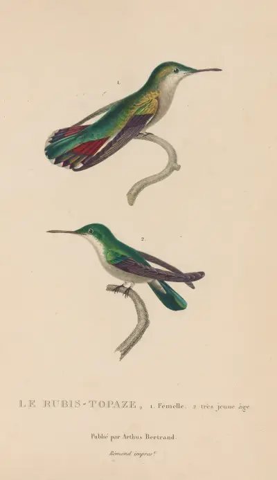 Naturgeschichte der Kolibris, Tafel 54 von René-Primevère Lesson