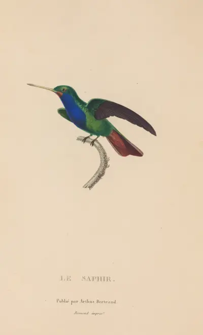 Naturgeschichte der Kolibris Tafel 56 von René-Primevère Lesson