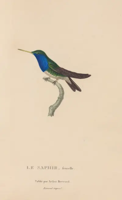 Histoire naturelle des oiseaux-mouches Taf. 57 von René-Primevère Lesson