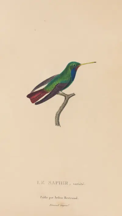 Histoire naturelle des oiseaux-mouches Pl. 58 von René-Primevère Lesson