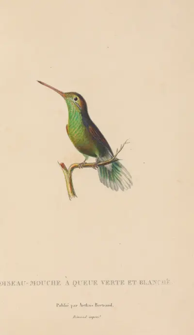 Naturgeschichte der Kolibris Taf. 61 von René-Primevère Lesson
