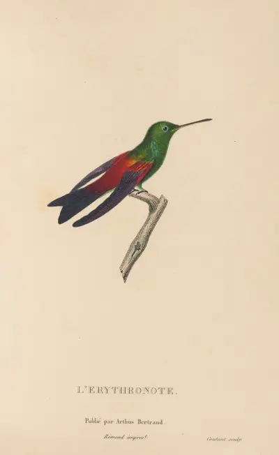 Naturgeschichte der Kolibris Taf. 62 von René-Primevère Lesson