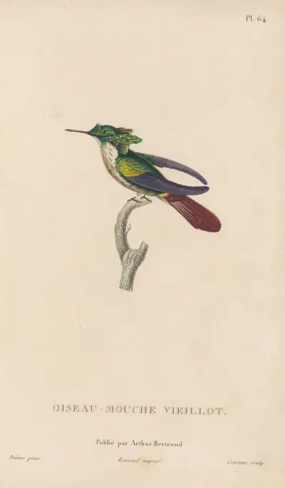 Naturgeschichte der Kolibris Taf. 65 von René-Primevère Lesson