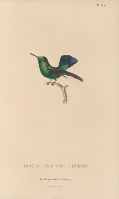Naturgeschichte der Kolibris, Tafel 66 von René-Primevère Lesson