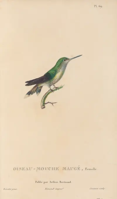 Histoire naturelle des oiseaux-mouches Pl. 70 von René-Primevère Lesson