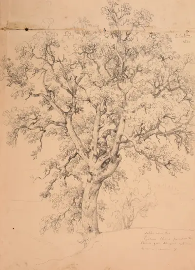 Étude d’arbre, 1830 av Jacques-Raymond Brascassat