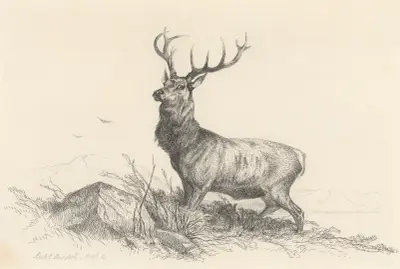 The Sentinel av Richard Ansdell