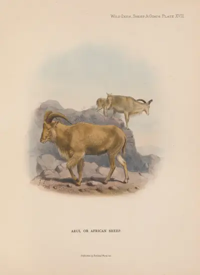 Arui, or African Sheep av Richard Lydekker