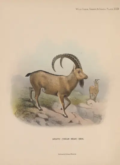 Asiatic (Thian Shan) Ibex av Richard Lydekker