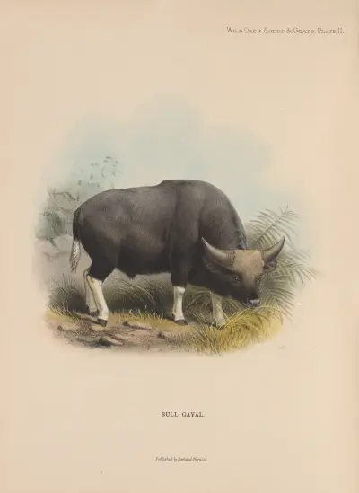 Bull Gayal av Richard Lydekker