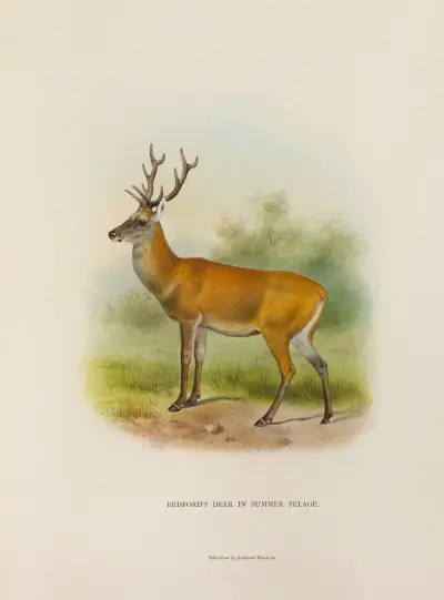Duke of Bedford’s Deer av Richard Lydekker