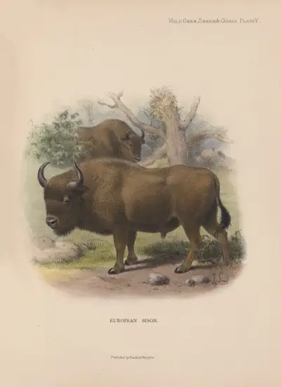 European Bison av Richard Lydekker