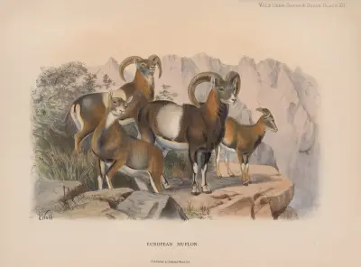 European Muflon av Richard Lydekker