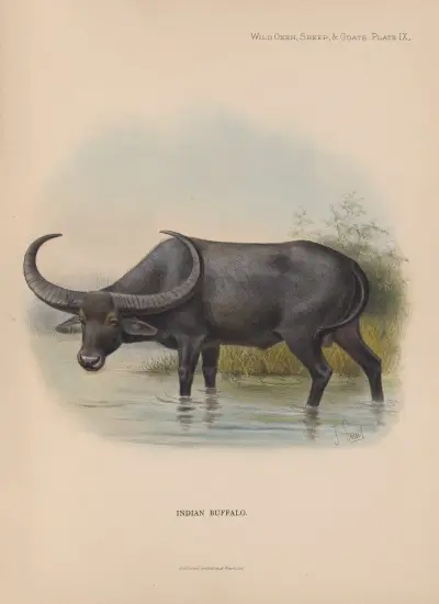 Indian Buffalo av Richard Lydekker