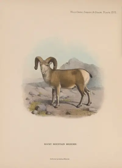 Rocky Mountain Bighorn av Richard Lydekker