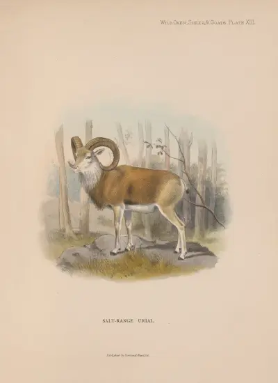 Salt-Range Urial av Richard Lydekker