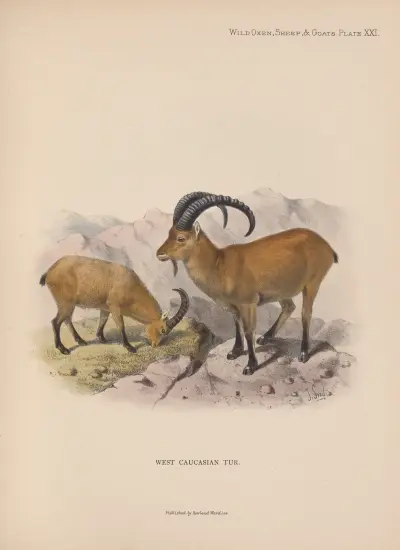 West Caucasian Tur av Richard Lydekker