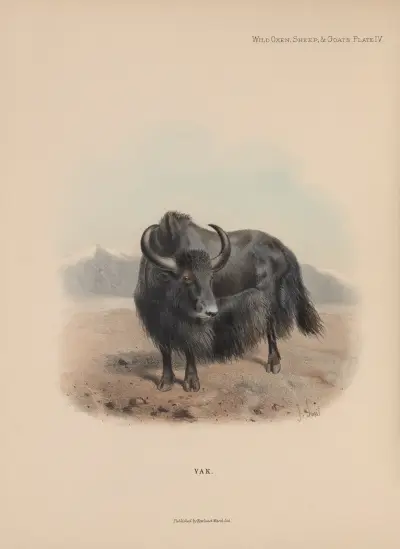 Yak av Richard Lydekker