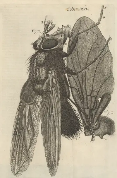 Microscopic view of a blue fly av Robert Hooke