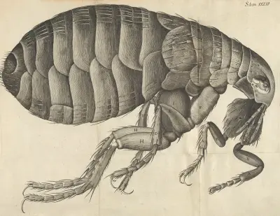 Microscopic view of a flea av Robert Hooke