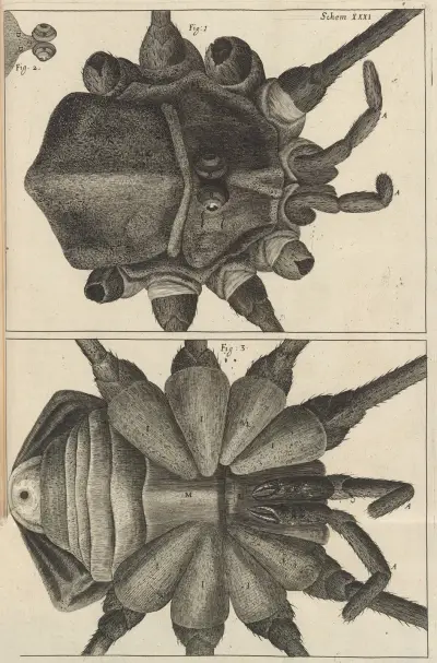 Microscopic view of a shepherd or long legg’d [long-legged] spider av Robert Hooke