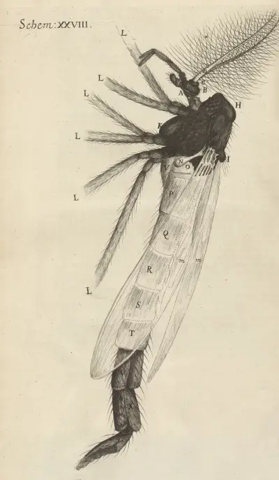 Microscopic view of a tuft’d [tufted] or brush-horned gnat av Robert Hooke