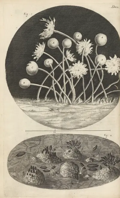Microscopic view of leaves and molds av Robert Hooke
