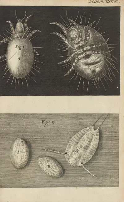 Microscopic view of mites av Robert Hooke